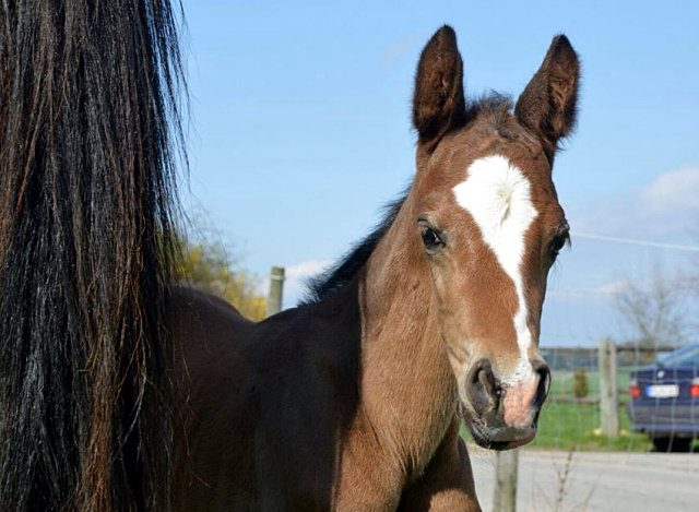Hengstfohlen von Saint Cyr u.d. Danubin v. Gadsby - Foto: Barbara Obersojer