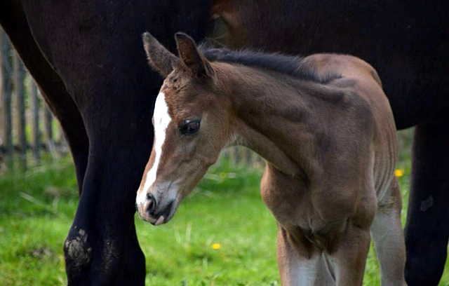 Hengstfohlen von Saint Cyr u.d. Danubin v. Gadsby - Foto: Barbara Obersojer