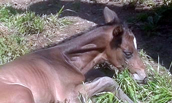Stutfohlen von Saint Cyr u.d. Danubell v. Velasquez - Foto: Barbara Obersojer