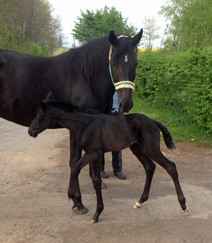 Trakehner Stutfohlen von Oliver Twist x Stresemann, Foto: Christine Oldendorf