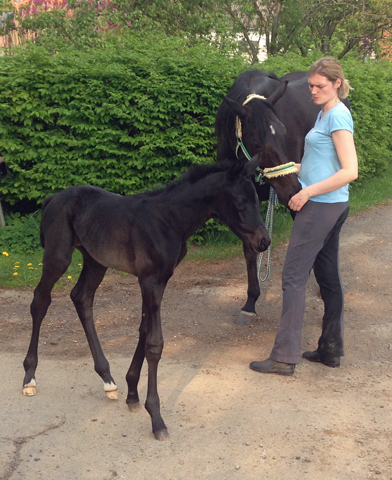 Trakehner Stutfohlen von Oliver Twist x Stresemann, Foto: Christine Oldendorf