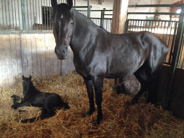 Trakehner Stutfohlen von Oliver Twist x Stresemann, Foto: Christine Oldendorf