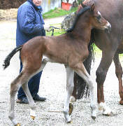 Hengstfohlen von Kostolany, Foto: Familie Oeppert