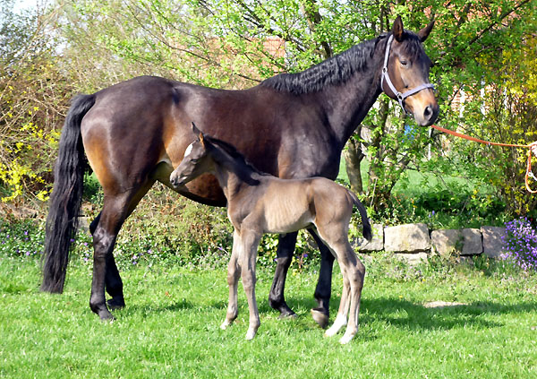 Hengstfohlen von Exclusiv - Tambour (Ostern 2009) - Foto: Otto Langels