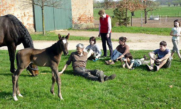 Hengstfohlen von Exclusiv - Tambour (Ostern 2009) - Foto: Otto Langels