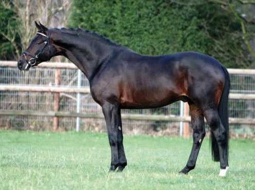 Oliver Twist v. Monteverdi - Sixtus - Consul (Foto: E. Rnnefahrt) - Trakehner Gestt Hmelschenburg