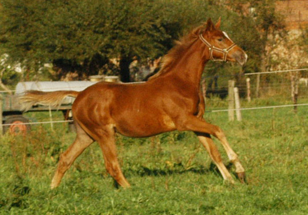 Trakehner Fohlen von Syriano - Uckermrker, Foto: Richard Langels, Trakehner Gestt Hmelschenburg