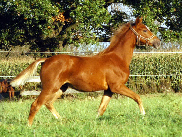 Trakehner Fohlen von Syriano - Uckermrker, Foto: Richard Langels, Trakehner Gestt Hmelschenburg