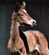 Trakehner Stutfohlen v. Summertime u.d. Only You v. Liebestraum, Foto: Dr. Ewald Pigisch