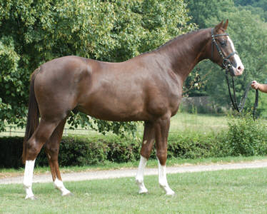 Stallion by Freudenfest out of St.Pr.St. Odessa von Sonnenstrahl