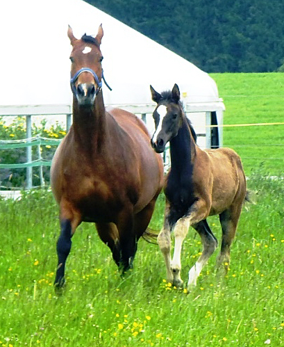 Stutfohlen von Saint Cyr u.d. Henrica v. Cadeau - Foto: Dr. Pigisch