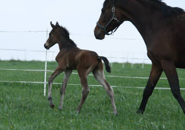 Trakehner Hengstfohlen von Freudenfest u.d. Garnet v. Aristo  - Foto: Dagmar Hoffmann