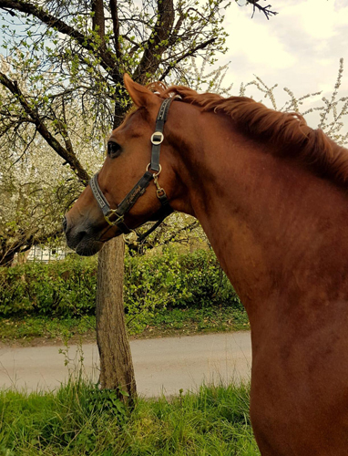 Zauberdeyk v. Van Deyk - Friedensfrst am 21. April 2020 in Hmelschenburg - Trakehner Gestt Hmelschenburg - Foto Pia Elger