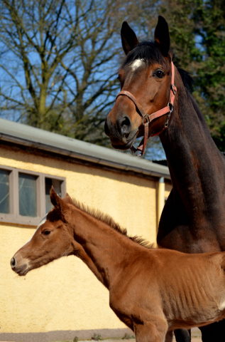 Stutfohlen von High Motion u.d. Pr.St. Karida v. Oliver Twist - Foto: Pia Elger - Trakehner Gestt Hmelschenburg