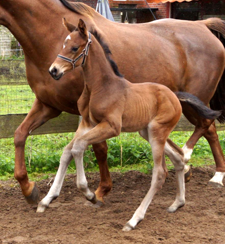 Stutfohlen von High Motion x Hoftnzer - Foto: Beate Langels