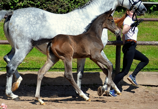 Trakehner Flly by. Saint Cyr out of Pr.A. TeaCup by Exclusiv- Foto: Beate Langels - Trakehner Gestt Hmelschenburg