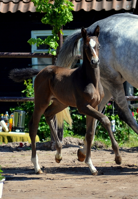 Trakehner Flly by. Saint Cyr out of Pr.A. TeaCup by Exclusiv- Foto: Beate Langels - Trakehner Gestt Hmelschenburg