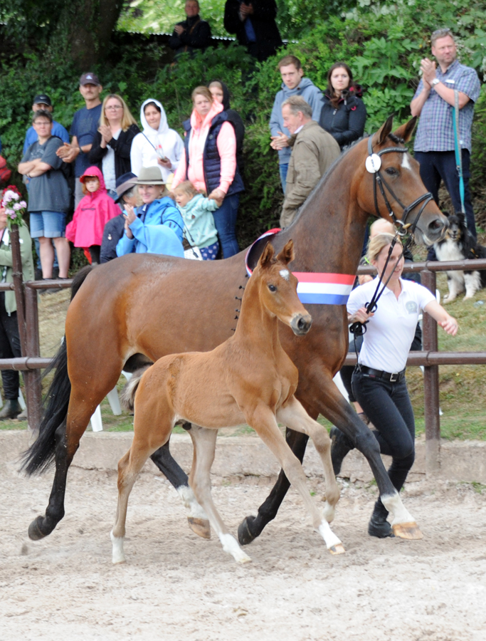 Die 60. Fohlenschau im Trakehner Gestt Hmelschenburg  - Foto: Beate Langels