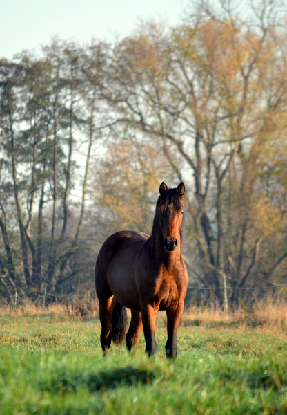 Jhrlingshengst von High Motion im November 2020 - Trakehner Gestt Hmelschenburg - Foto Pia Elger