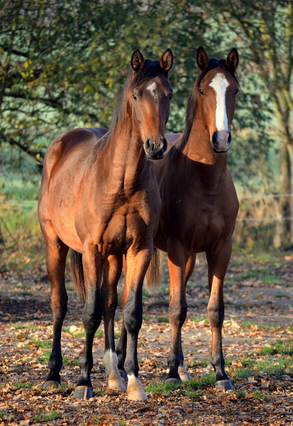 Jhrlingshengst von High Motion im November 2020 - Trakehner Gestt Hmelschenburg - Foto Pia Elger