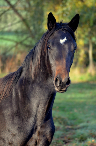 Jhrlingshengst von Saint Cyr u.d. Pr.A. TeaCup v. Exclusiv - Foto: Pia Elger
 - Trakehner Gestt Hmelschenburg