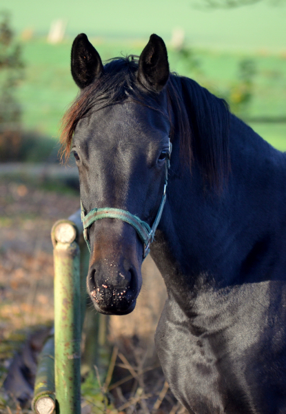 Jhrlingshengst von Saint Cyr u.d. Pr.St. Under the moon v. Easy Game - Foto: Pia Elger
 - Trakehner Gestt Hmelschenburg