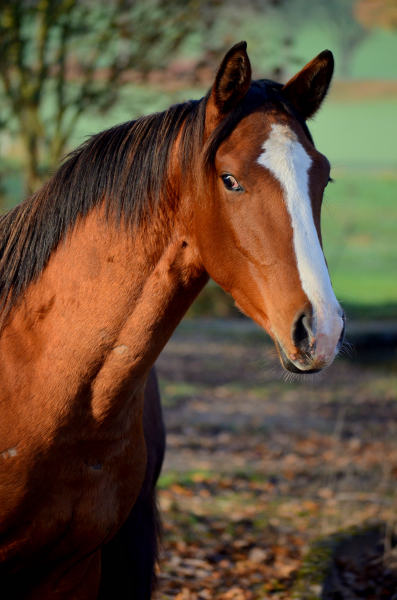 JJhrlingshengst von High Motion u.d. Klassic v. Freudenfest - Foto: Pia Elger
 - Trakehner Gestt Hmelschenburg