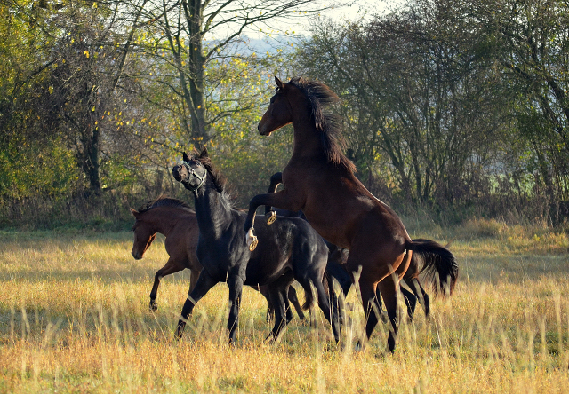 Unsere Jhrlingshengste von Saint Cyr und High Motion in den Emmerwiesen - Foto: Pia Elger - Trakehner Gestt Hmelschenburg