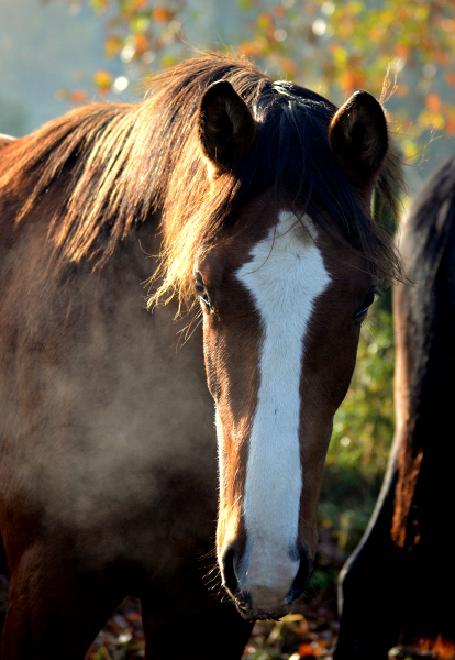 Jhrlingshengst von High Motion u.d. Klassic v. Freudenfest - Foto: Pia Elger
 - Trakehner Gestt Hmelschenburg