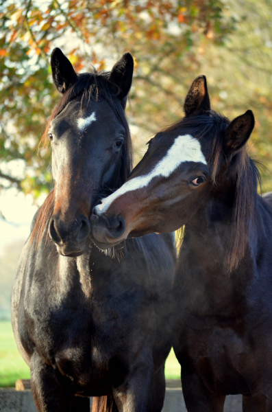 Jhrlingshengst von Saint Cyr u.d. Pr.A. TeaCup v. Exclusiv - Foto: Pia Elger
 - Trakehner Gestt Hmelschenburg