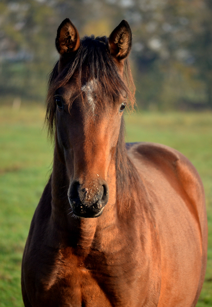 Jhrlingshengst von High Motion im November 2020 - Trakehner Gestt Hmelschenburg - Foto Pia Elger