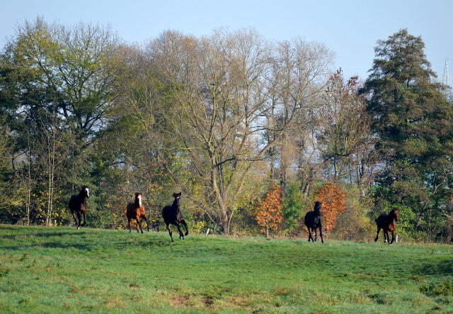 Jhrlingshengst von Saint Cyr u.d. Pr.A. TeaCup v. Exclusiv - Foto: Pia Elger
 - Trakehner Gestt Hmelschenburg