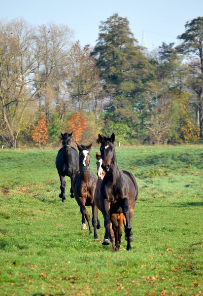 Unsere Jhrlingshengste von Saint Cyr und High Motion in den Emmerwiesen - Foto: Pia Elger - Trakehner Gestt Hmelschenburg