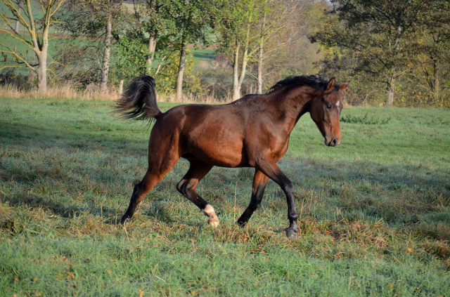 Jhrlingshengst von High Motion im November 2020 - Trakehner Gestt Hmelschenburg - Foto Pia Elger