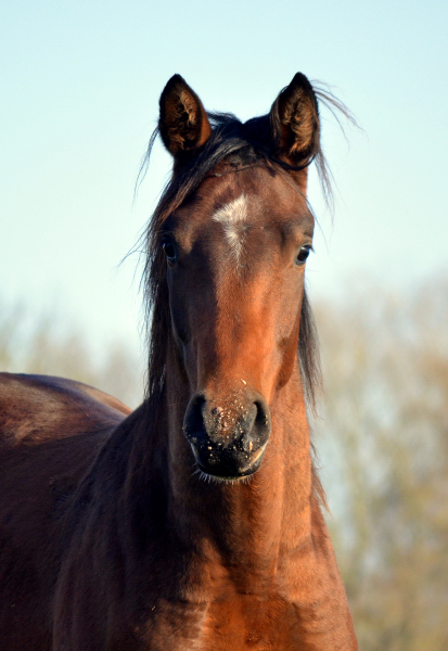 Jhrlingshengst von High Motion im November 2020 - Trakehner Gestt Hmelschenburg - Foto Pia Elger