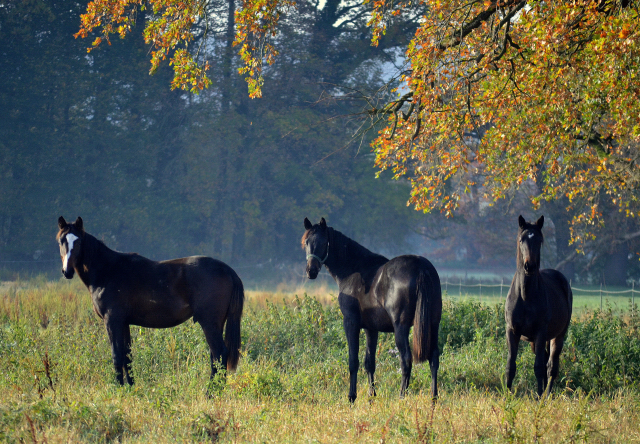 Jhrlingshengst von Saint Cyr u.d. Pr.A. TeaCup v. Exclusiv - Foto: Pia Elger
 - Trakehner Gestt Hmelschenburg