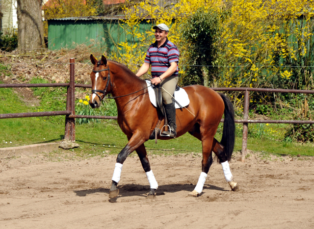 High Motion von Saint Cyr und Pavle - Foto Beate Langels - Gestt Hmelschenburg