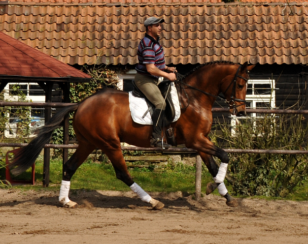 High Motion von Saint Cyr und Pavle - Foto Beate Langels - Gestt Hmelschenburg