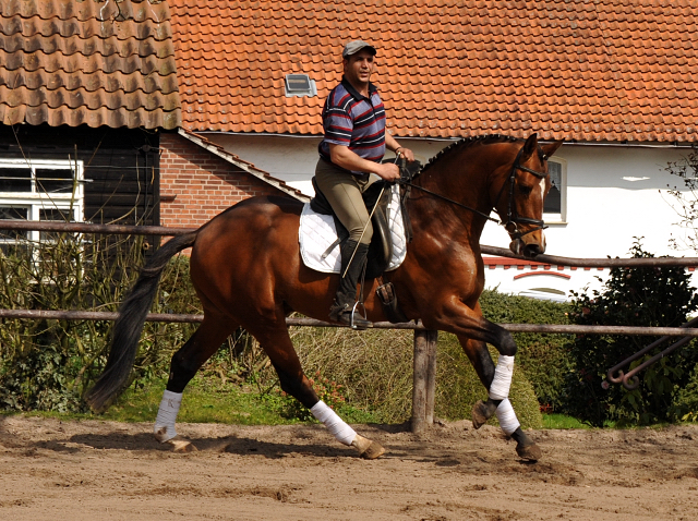 High Motion von Saint Cyr und Pavle - Foto Beate Langels - Gestt Hmelschenburg