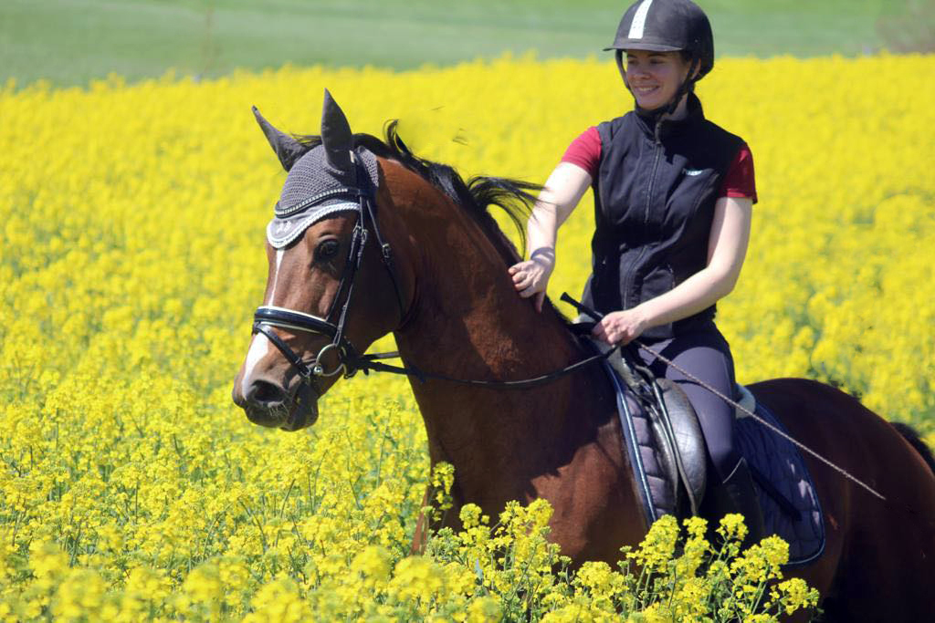 Trakehner Hengst HIGH MOTION v. Saint Cyr Foto: Pauline Rolfing - Trakehner Gestt Hmelschenburg