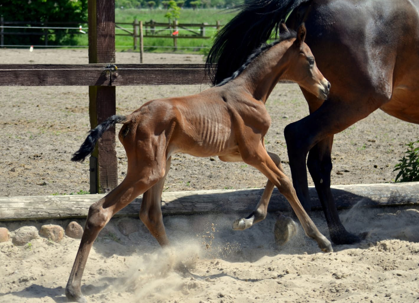 Trakehner Colt by Preußen Party out of Pr.u.St.Pr.St. Katniss Everdeen by 
Saint Cyr