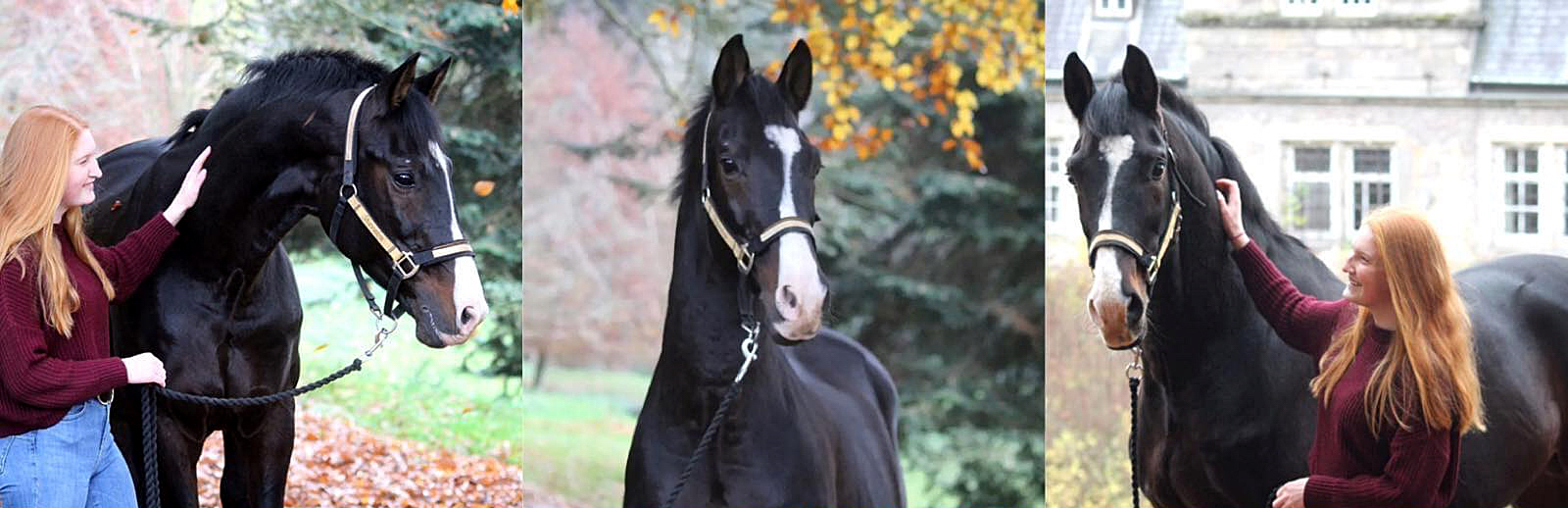 Shavalou und Johanna 13. November 2021 in H melschenburg  - Foto: Pauline Rohlfing - Trakehner Gest t H melschenburg