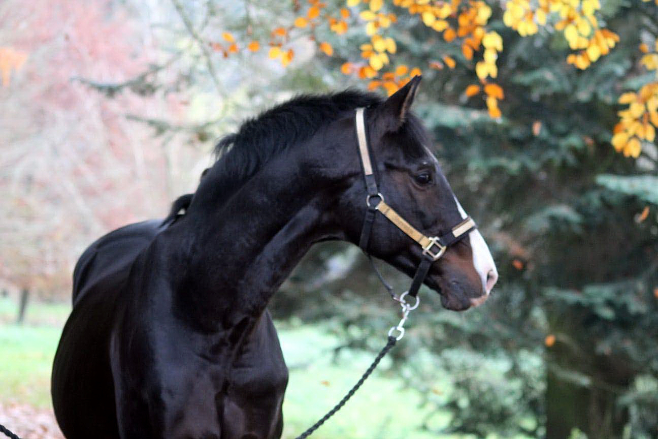 Shavalou und Johanna 13. November 2021 in H melschenburg  - Foto: Pauline Rohlfing - Trakehner Gest t H melschenburg