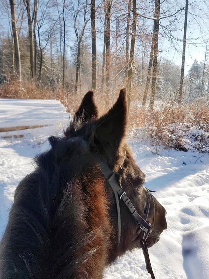 Ausritt mit Schwalbenfeder - 14. Februar 2021 - Foto: Pia Elger - 
Trakehner Gestt Hmelschenburg