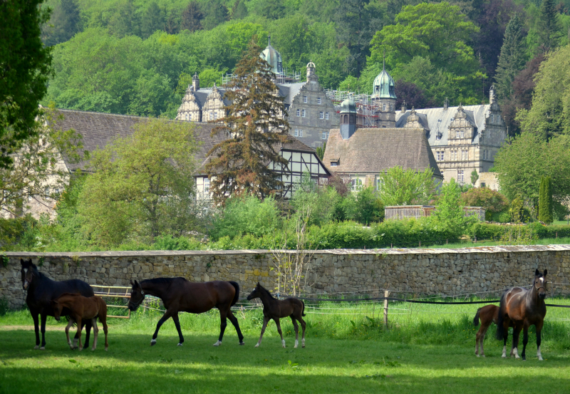 Stuten und Fohlen an der Emmer - Foto: Pia Elger