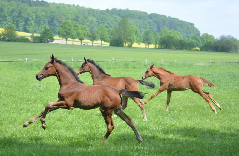 Trakehner Fohlen im Gestt Hmelschenburg - Foto: Pia Elger