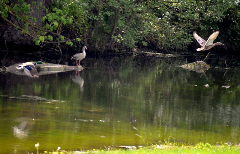 An der Emmer - Foto: Pia Elger