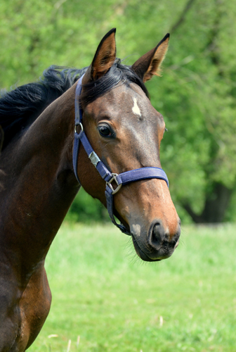 Jhrlingsstute Val D'Amour v. Tantalos x High Motion - Foto: Pia Elger