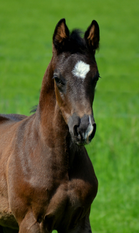 Hengstfohlen von Saint Cyr u.d. Schwalbenland v. Touch my Heart - Foto: Pia Elger