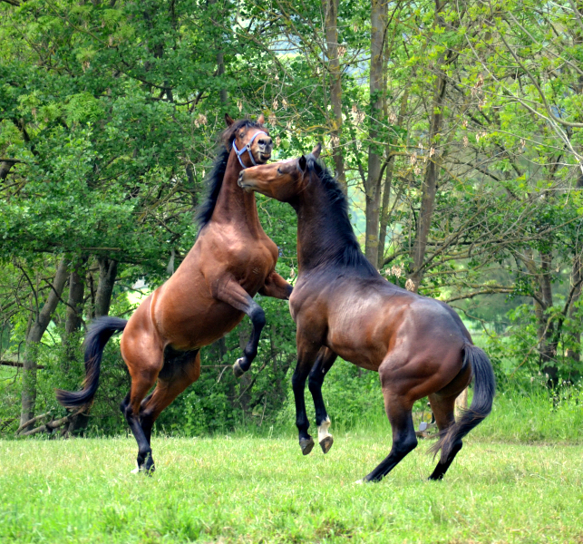 Unsere zweijhrigen Hengste - Foto: Pia Elger